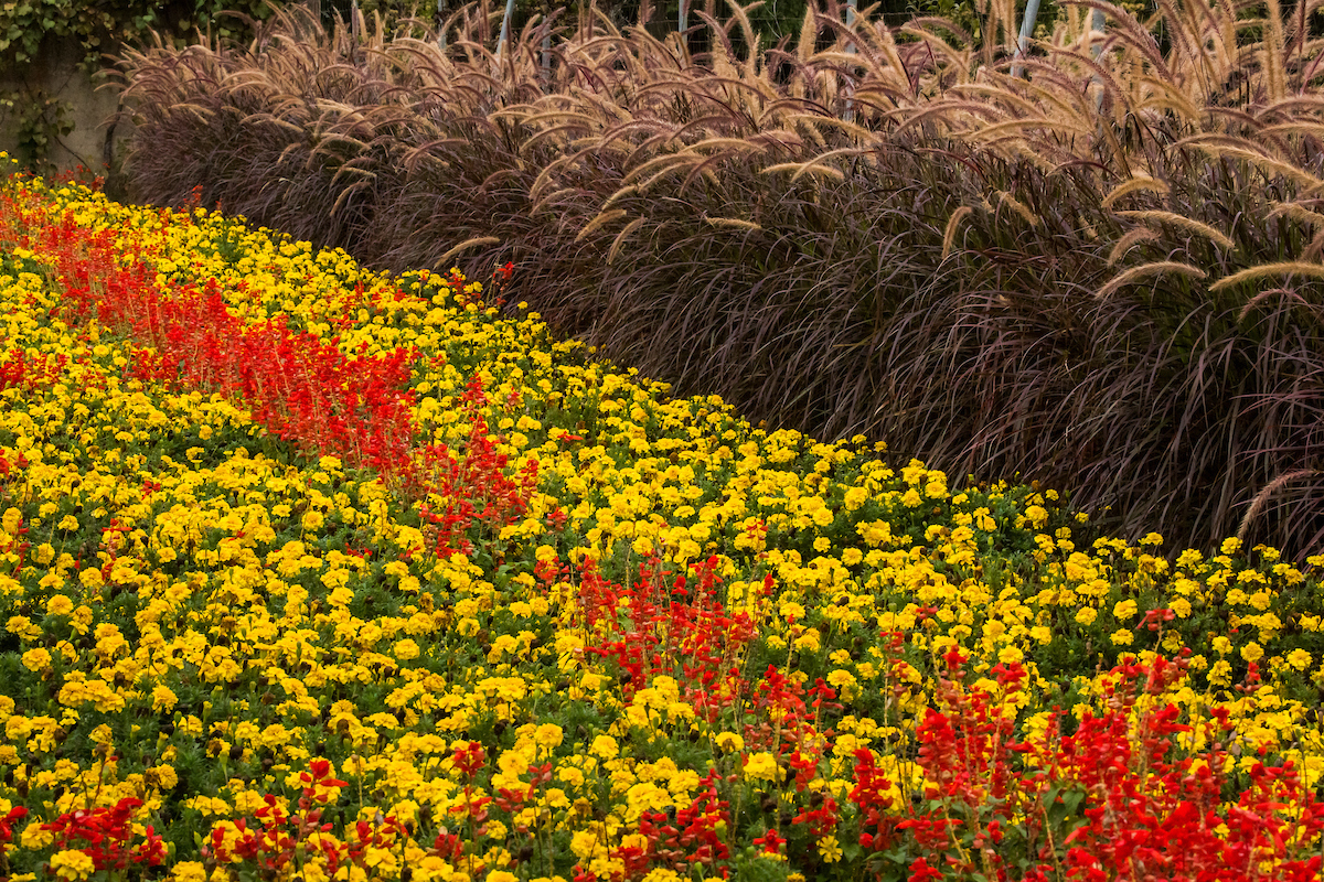 Tulip garden at Allerton